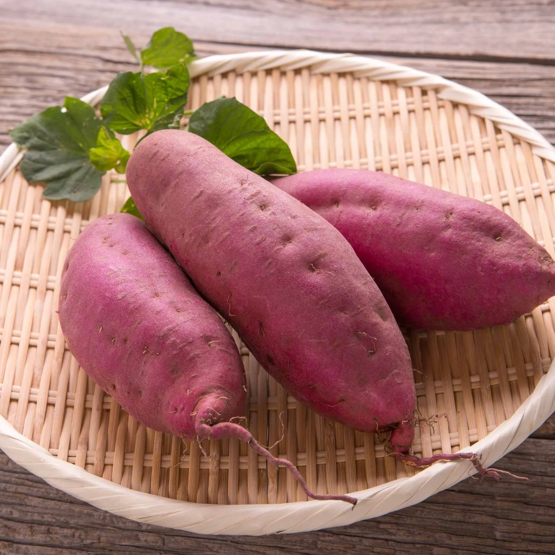 Sweet Potato 'Erato White' Plant