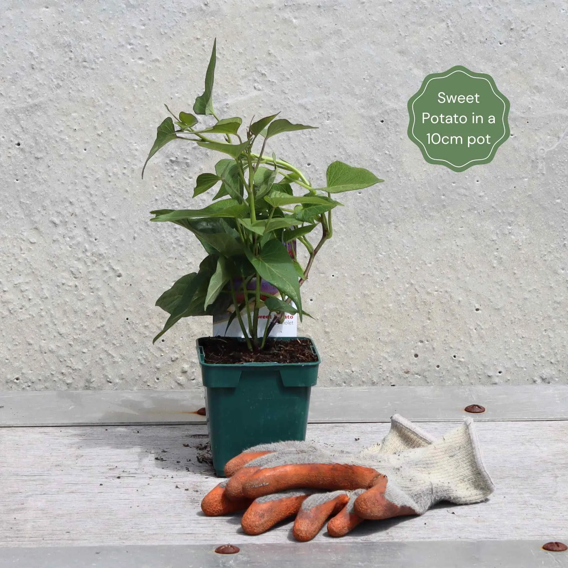 Sweet Potato 'Erato White' Plant
