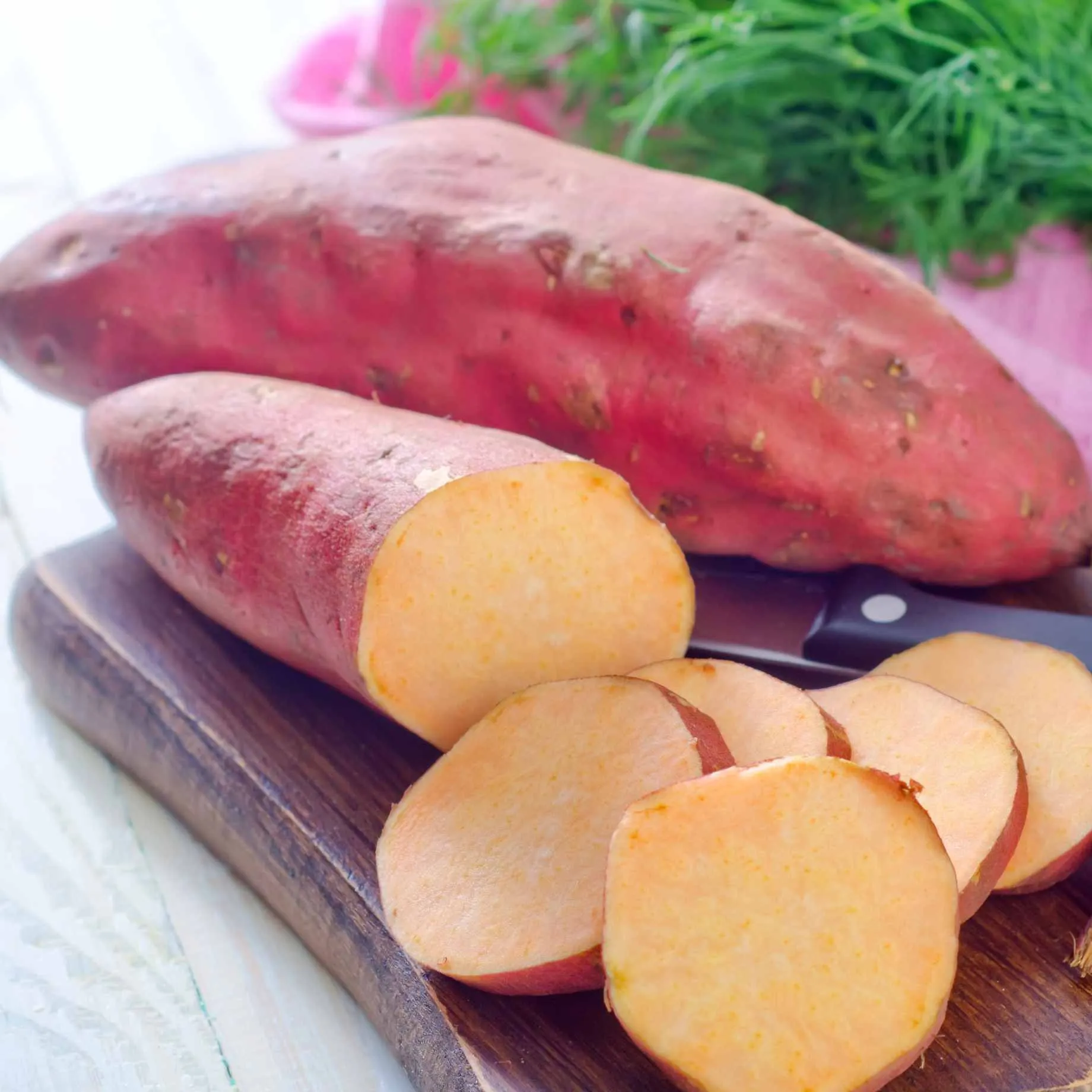 Sweet Potato 'Erato White' Plant